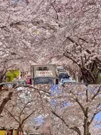 期待青島中山公園的櫻花真的太美啦