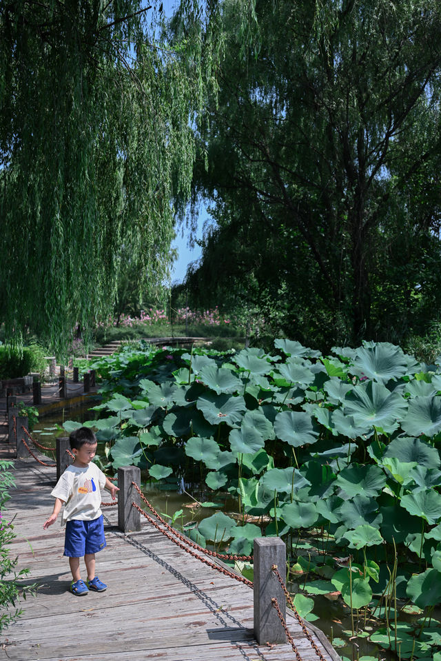 西安最大的公園竟然免費拍照、溜娃真的絕了