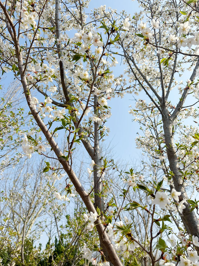 天津周邊遊｜靜海森林公園·春日限定色