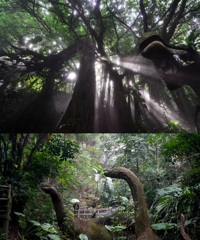 深圳遛娃！比動物園還好玩！暑期不能錯過