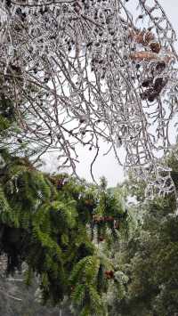 最美雪景｜春天冻雨覆蓋下的東林寺淨土苑