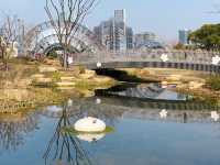 上海植物園‖新建景觀倒影