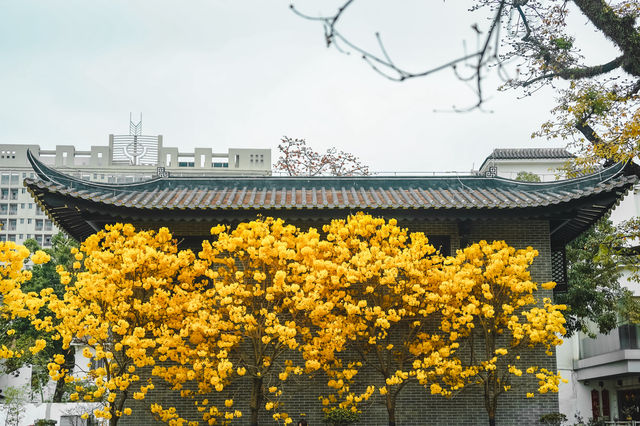 我不允許你還不知道廣州光孝寺的浪漫