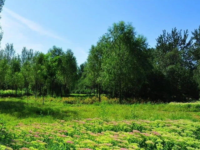 Tranquility at Dongxiaokou Forest Park 🌳