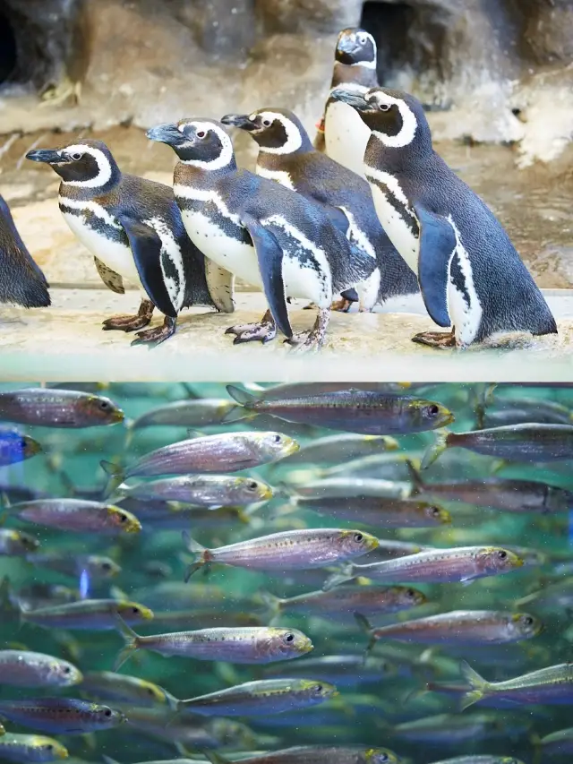 【東京品川水族館攻略】海底世界奇觀，千種海洋生物等你發現！