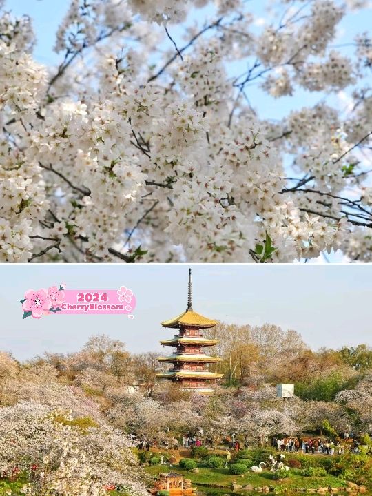 Wuhan Blossoms at East Lake🇨🇳♥️🌸