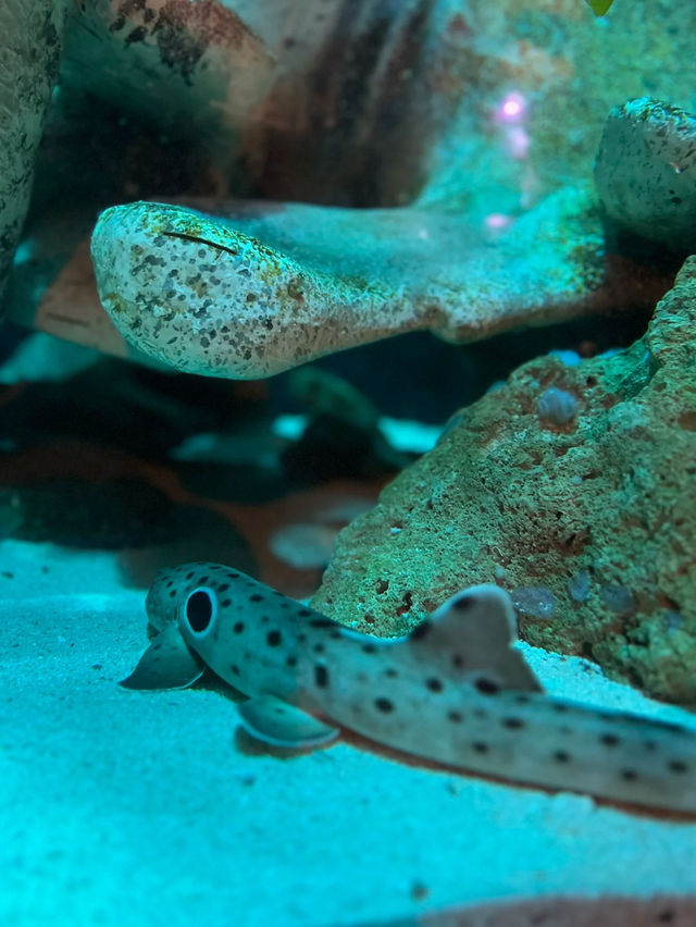 SEA life Sydney Aquarium is wonderful 🇦🇺