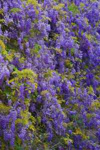 廣西最大的紫藤花打卡地！