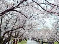 Kagamino Slow Flying Sakura