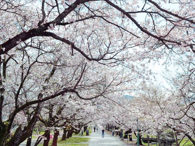 Kagamino Slow Flying Sakura