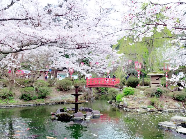 Sakura Kingdom of Utsubuki