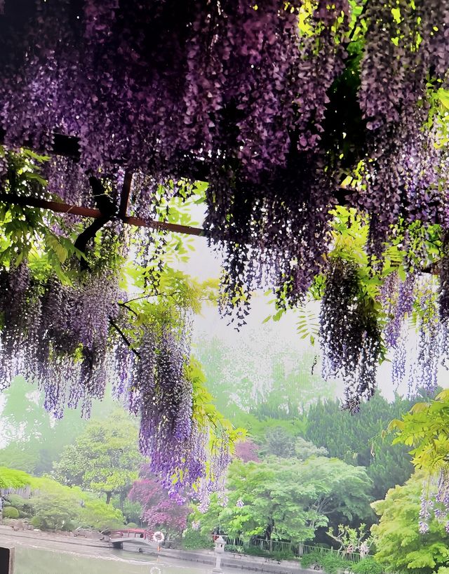魔都免費賞花攻略