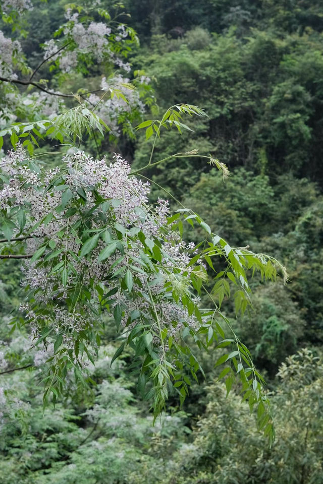 打卡鹿寨響水石林