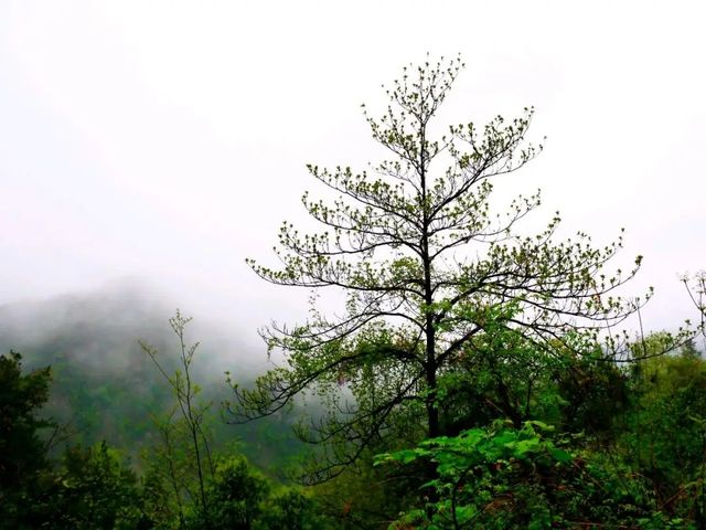安山古道 安山古道