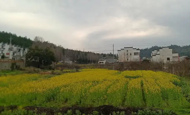 The spring in March is intoxicating in the world of rapeseed flowers in Wuyuan