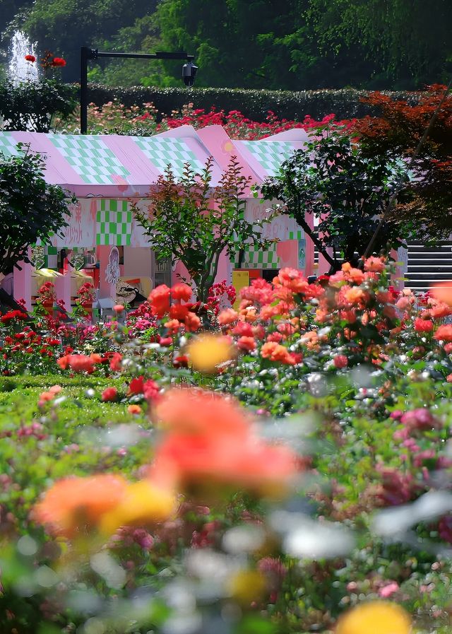 今日份杭州花圃實時播報