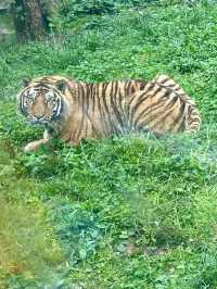 想當飼養員的第n天！！貴州森林野生動物園