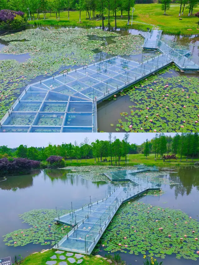 선학호 여름의 비밀 정원|수련과 금계국의 로맨틱한 만남