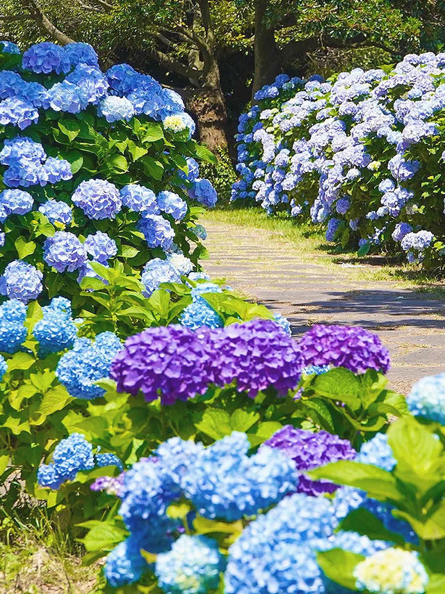 你去看了吗？
济州夏季的绣球花