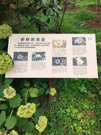 在成都！！鮮花織就的小徑