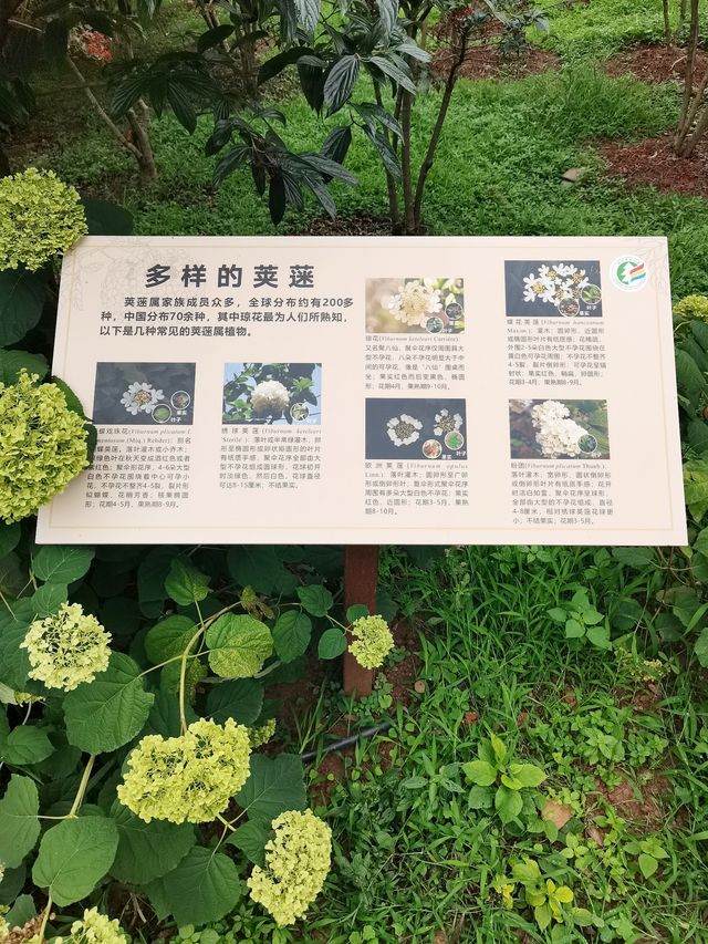 在成都！！鮮花織就的小徑