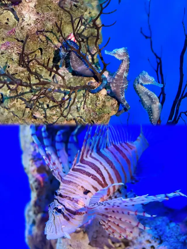 武漢極地海洋公園的一天，寶貝兩歲的奇妙之旅