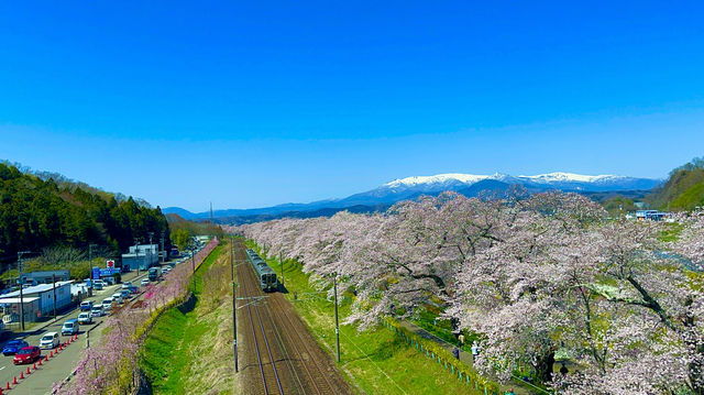 白石川一目千本櫻