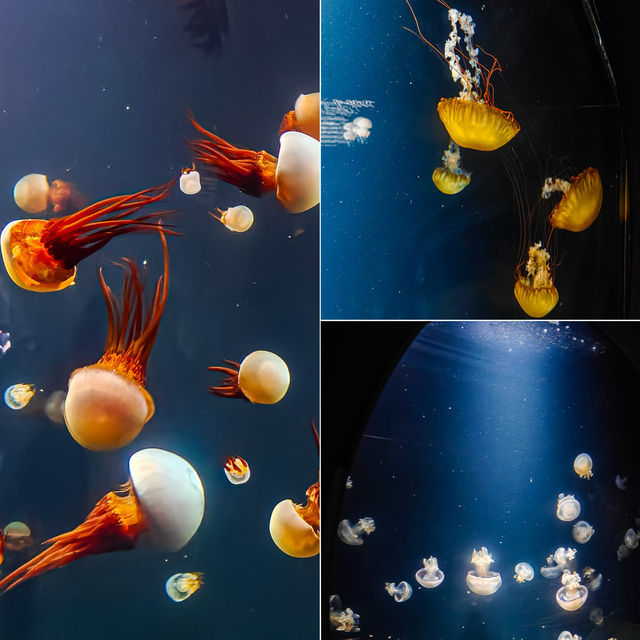 加茂水族館到羽黑山｜夏日陸奧千里行【十四】。