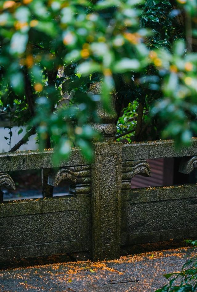 滿隴桂雨在這一刻具象化了。
