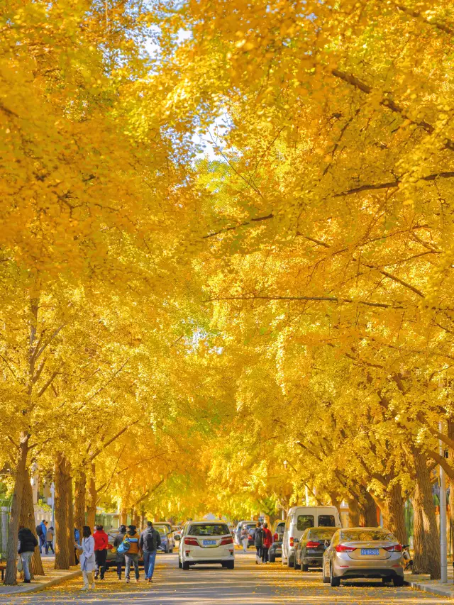 I flew to Beijing just for this ginkgo avenue.