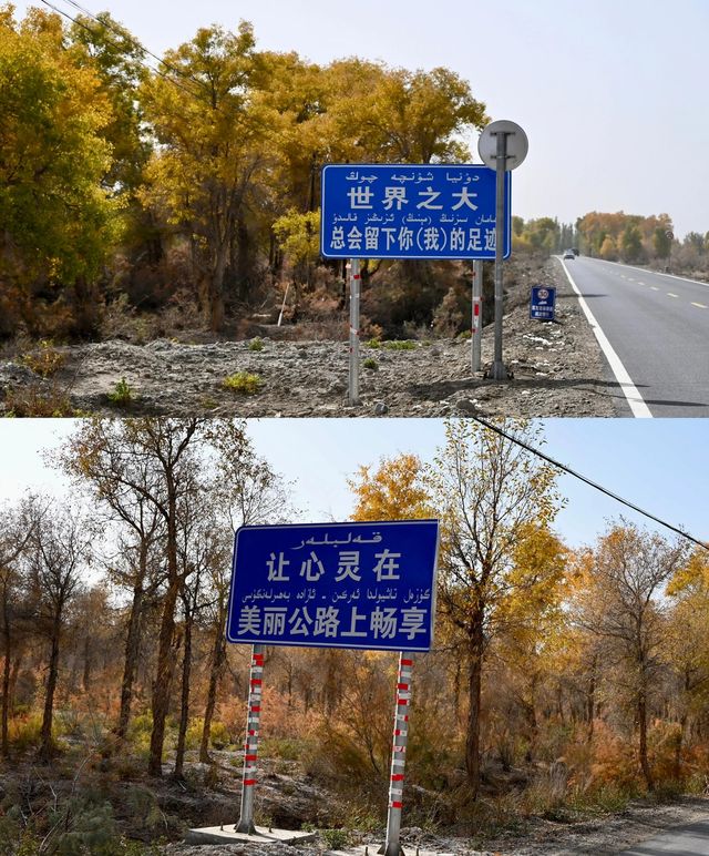 10｜到沙雅，觀賞醉人的胡楊。