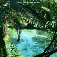 Blue Spring Putaruru such an amazing look