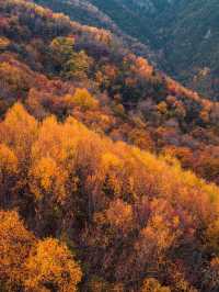 西安周邊我找到了賞秋紅葉天花板。