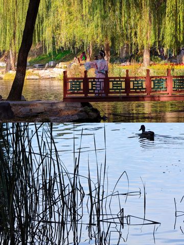 圓明園公園的絕美秋景即將消逝,趕快去欣賞吧。 圓明園公園的絕美秋景即將消逝,趕快去欣賞吧。