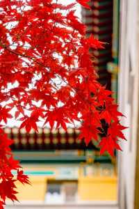 友誼賓館的紅楓神樹即將迎來巔峰！附位置。