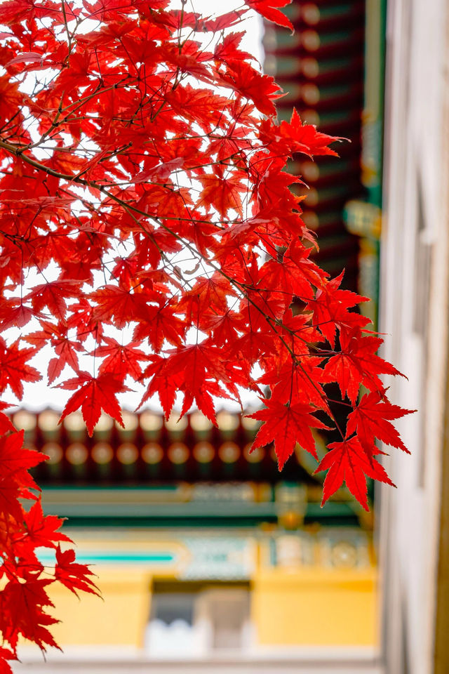 友誼賓館的紅楓神樹即將迎來巔峰！附位置。