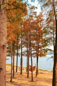 北龍湖濕地公園的水杉，開始紅了。