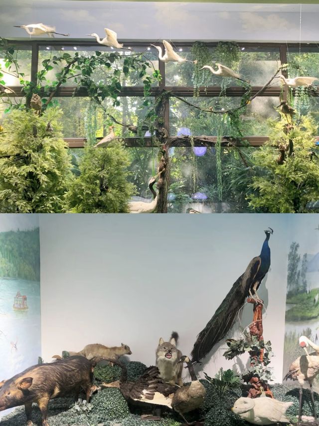 在肇慶星湖畔邂逅大自然的美妙時刻。