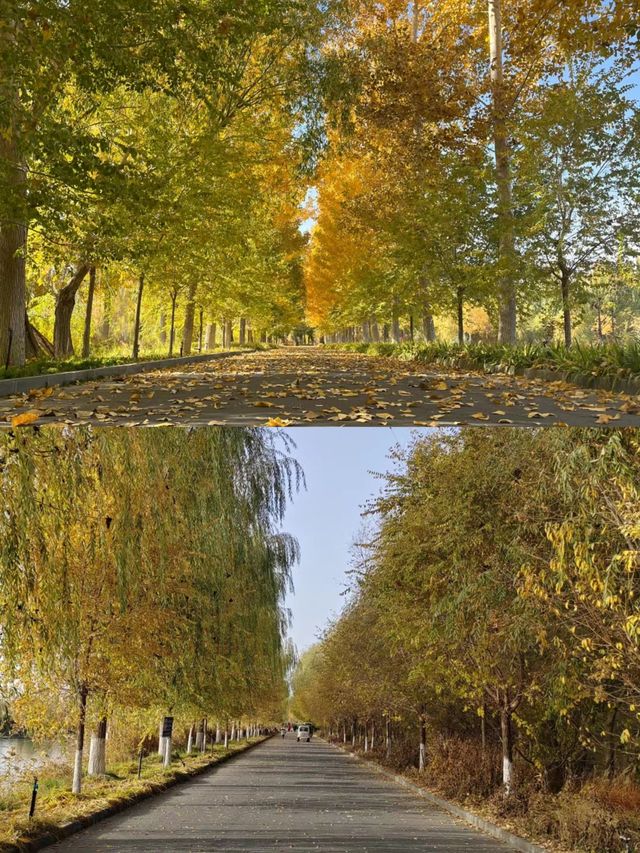 ——阿克蘇濕地公園，一個被譽為「塞上江南」的秘境。