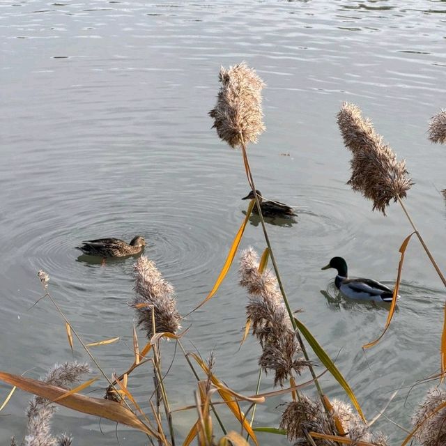 海淀公園秋遊