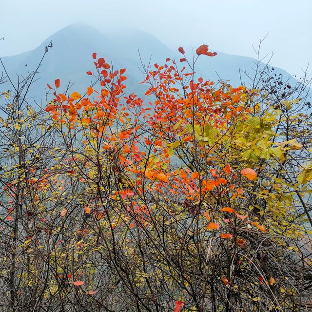 西安‖到木藤寨欣賞初冬的一抹紅葉。