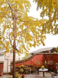 重慶銀杏滿園的寶藏寺廟——寶輪寺。