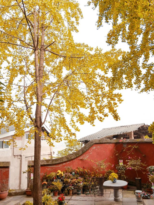 重慶銀杏滿園的寶藏寺廟——寶輪寺。