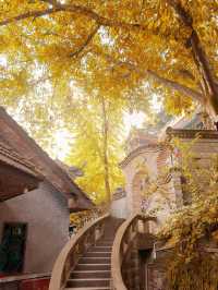 重慶銀杏滿園的寶藏寺廟——寶輪寺。
