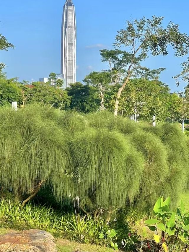 香蜜公園，不愧深圳富人區的後花園！。