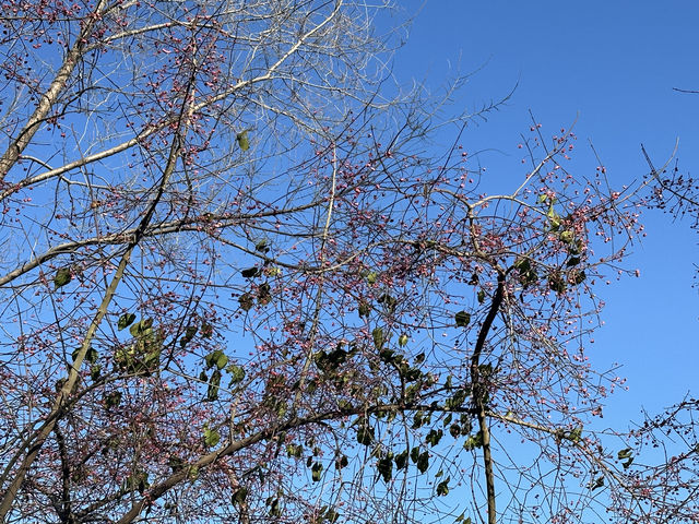 東沙河綠道到大運會遺址公園。