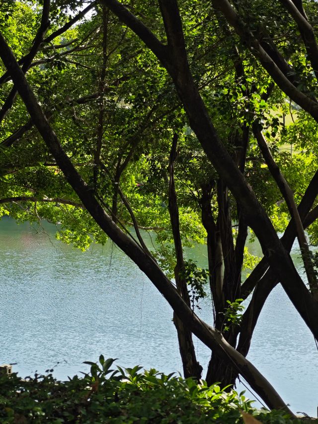 瘋狂吸氧深圳又一神仙寶藏公園！！。