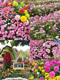 東湖公園菊花展明天開啦，12.20-1.03~