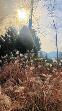 我在合肥住進了山水畫裡的房子