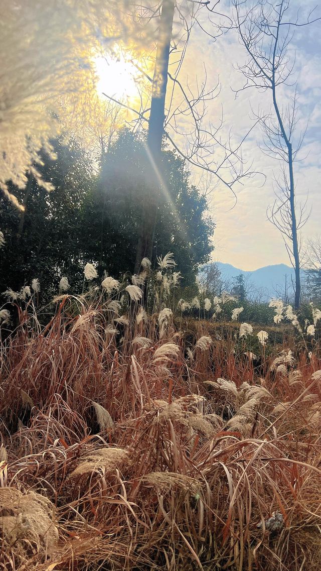 我在合肥住進了山水畫裡的房子